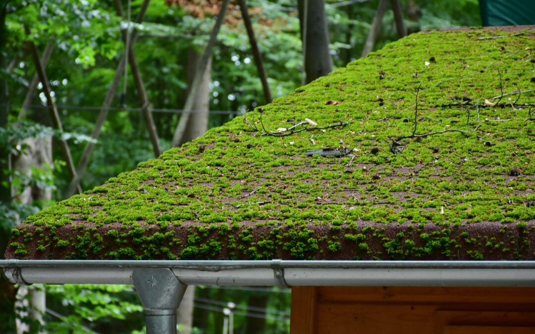 Why Moss On Your Roof is Bad, and What You Need to Know