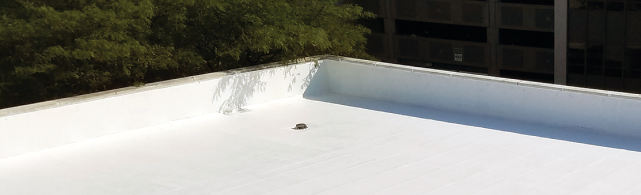 newly finsihed flat roof